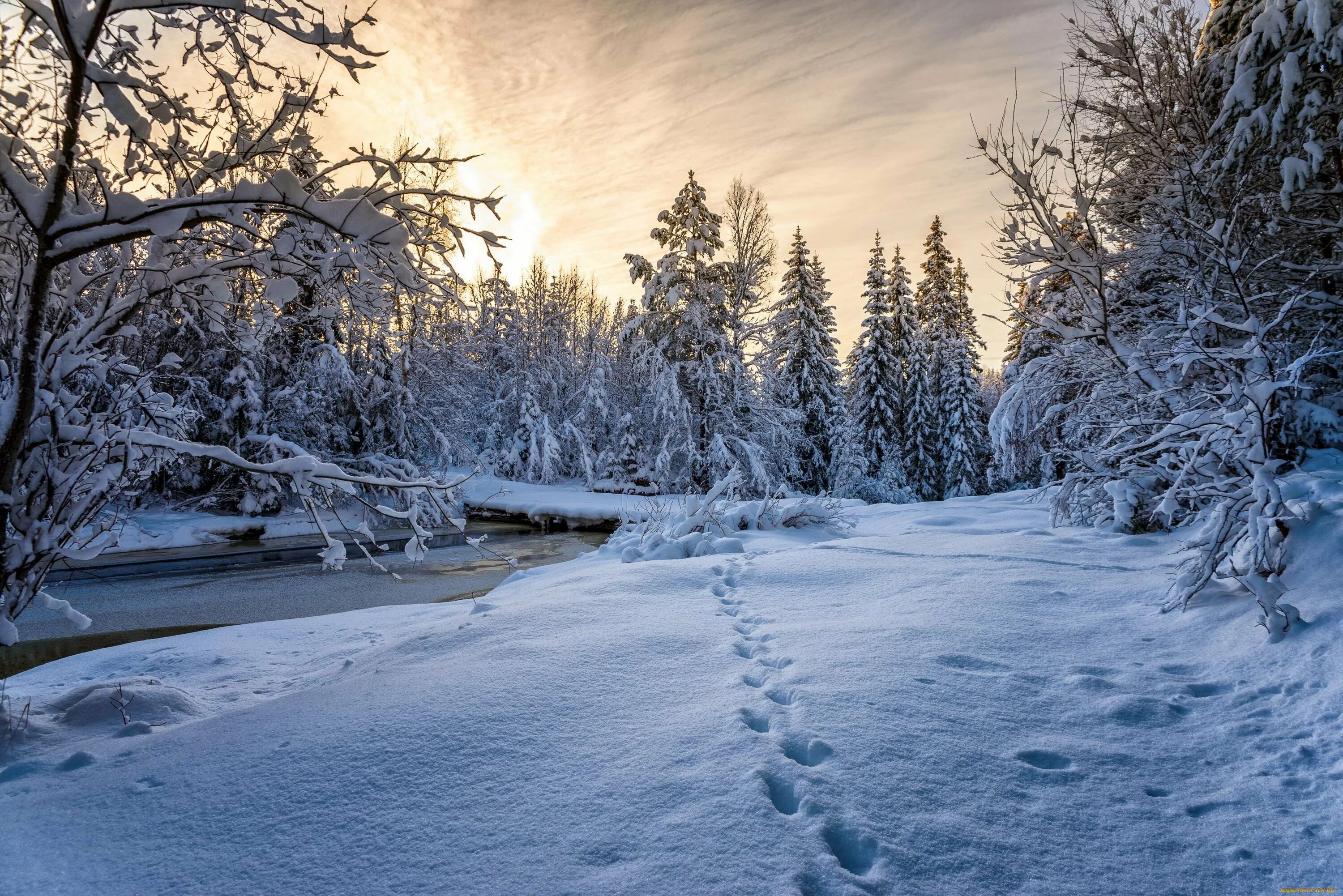 Потепление в январе. Зимний лес. Зимняя природа. Красивая зима. Зима пейзаж.