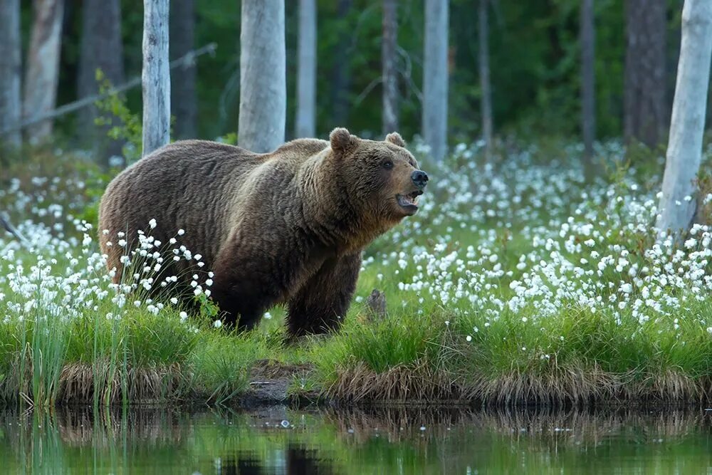 Бурый медведь. Бурый медведь медведь. Бурый медведь в Финляндии. Бурый медведь в тайге России.