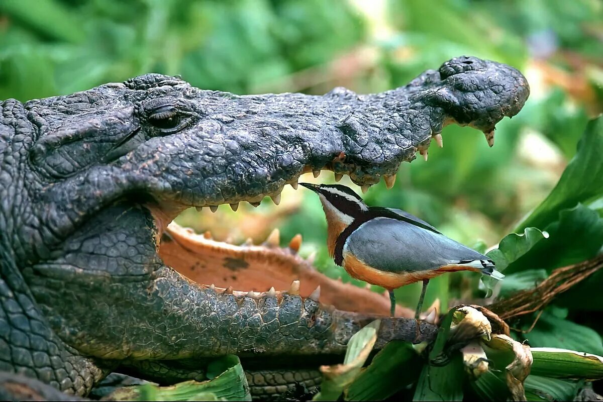 Птичка которая чистит зубы. Крокодил и птичка Тари симбиоз. Сенегальская авдотка и крокодил. Нильский Аллигатор. Птичка Тари и крокодил в природе.