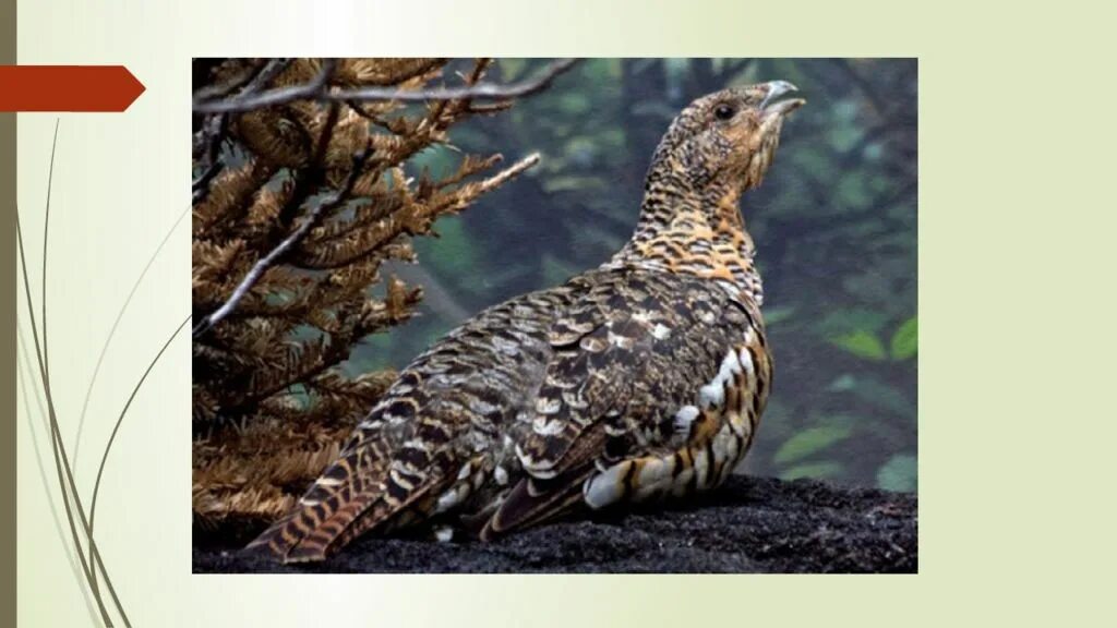 План к рассказу капалуха. План капалухи. План капалухи. Главная мысль капалухи. План к произведению капалуха.