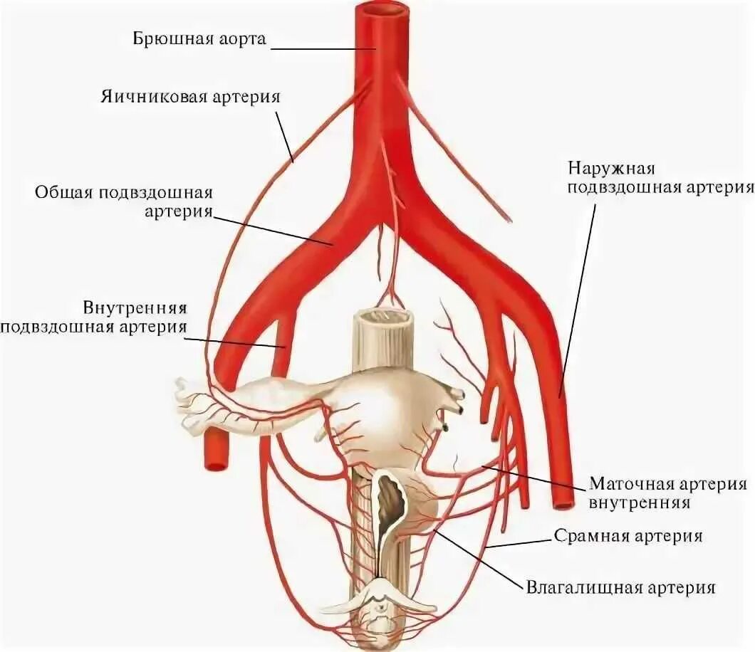 Внутренняя подвздошная артерия анатомия. Кровоснабжение органов матки. Яичниковая артерия Вена анатомия. Топографическая анатомия маточной артерии.