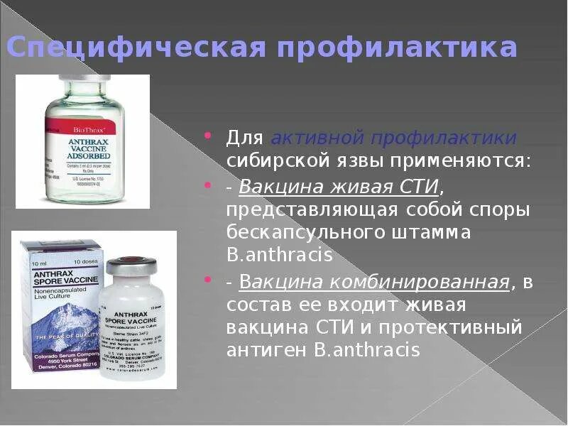 Инструкция против сибирской язвы. Живая сибиреязвенная вакцина сти микробиология. Специфическая профилактика сибирской язвы микробиология. Вакцина сибиреязвенная Живая сухая. Проводится ли специфическая профилактика сибирской язвы.