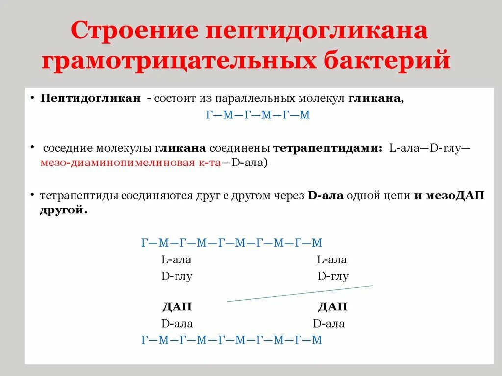 Структура пептидогликана грамположительных бактерий. Строение пептидогликана грамотрицательных бактерий. Пептидогликан структура. Строение пептидогликана бактерий.