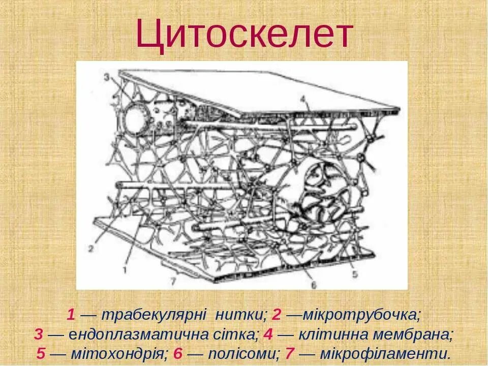 Цитоскелет строение. Схематическое строение цитоскелета. строение цитоскелета клетки схема. схема организации цитоскелета.