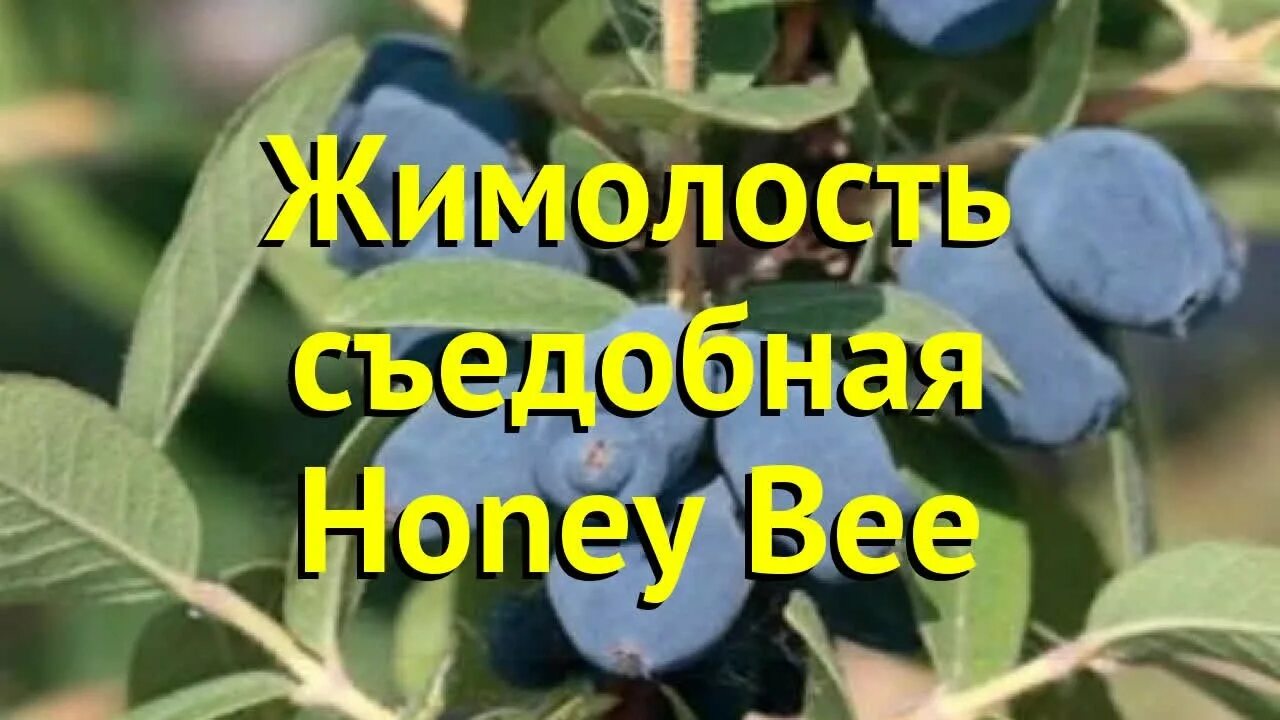 Жимолость хоней би. Жимолость съедобная «Honey Bee». Жимолость сорт Хоней би. Жимолость медовая Пчелка.