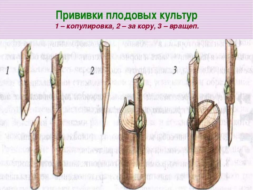 Размножение глазком. Способы прививки плодовых деревьев окулировка. Привой подвой черенок. Прививка растений окулировка копулировка. Прививка подвой привой.