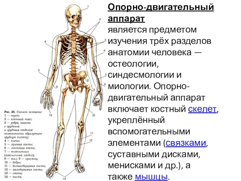 Опорно двигательный аппарат. Составные части опорно двигательного аппарата. Опорно двигательный аппарат строение костей. Опорно двигательная система функции скелета и мышц. Схема функции опорно двигательной системы.