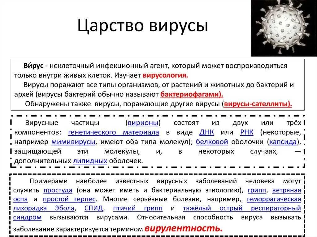 Царства живых организмов вирусы. Признаки царства вирусов. К какому царству относятся вирусы. Царство вирусов 5 класс биология. Царство вирусы общая характеристика.