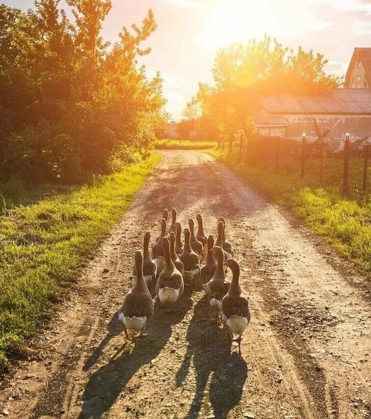 Хорошо в деревне летом выйдешь в поле. Утро в деревне. утро в деревне летом. лето в деревне. раннее утро в деревне.