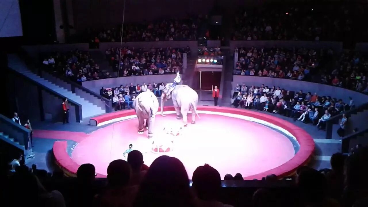 На арене цирка. Сибур арена цирк запашных. Новосибирский цирк зал. Арена цирка иваново. Цирк пустой.