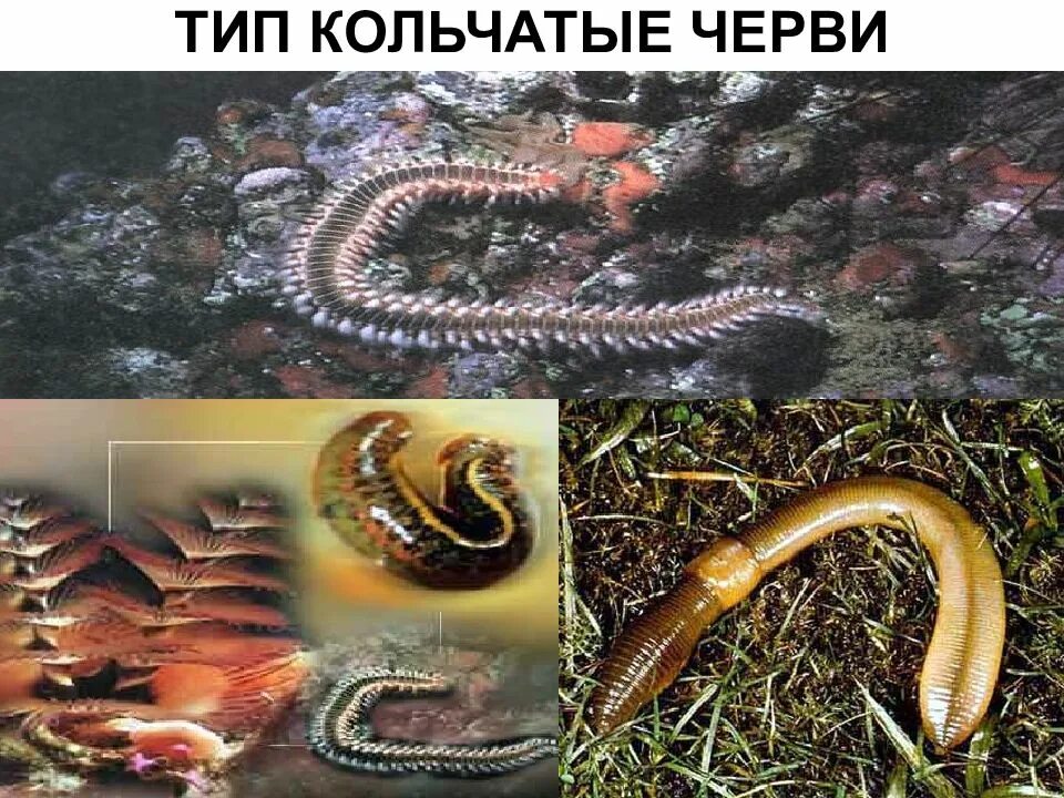 Тип кольчатые представители. Кольчатые черви. кольчатые черви гельминты. кольчатые черви черви представители.
