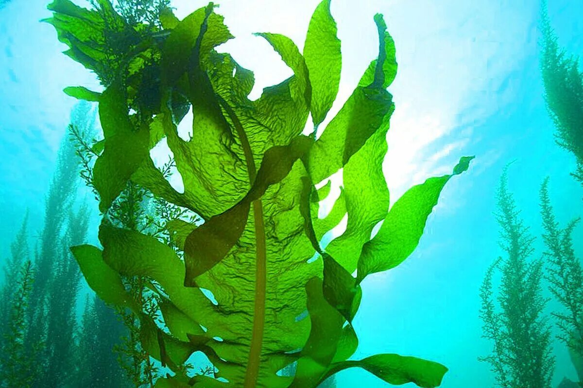 Бурые водоросли нуждаются в солнечном свете. Морская капуста ламинария. Бурые водоросли ламинария. Макроцистис водоросли. Ламинариевые бурые водоросли.