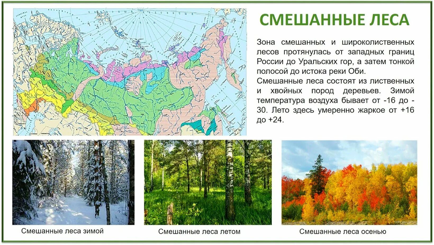 Тайга смешанные и широколиственные леса на карте России. Зона смешанных и широколиственных лесов России. Зона широколиственных лесов на карте России. Лесная зона Тайга расположение зоны.