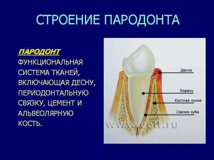 Функции тканей зубов. Анатомия строение зуба периодонт. Периодонт строение и функции. Функции периодонта зуба.