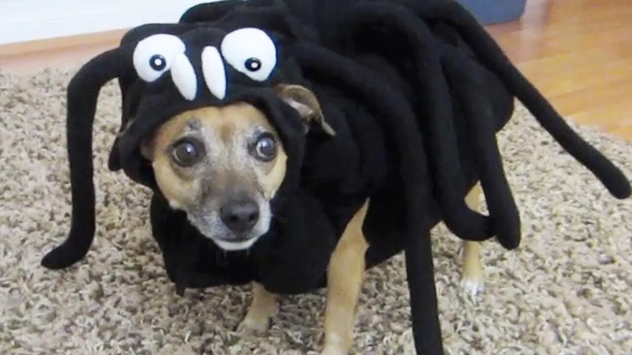 Костюм собаки видео. Костюм паука для собаки. Одели собаку в костюм паука.