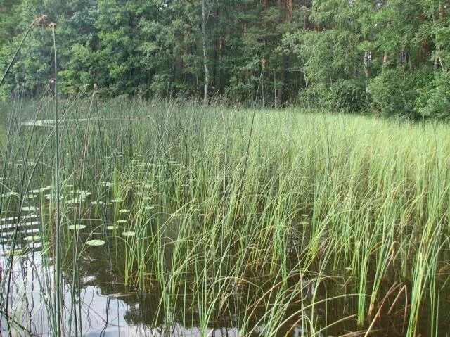 Осока болотная. Осока тростниковая. Осока самарской области. Камыш и осока. Камыш рогоз стрелолист.