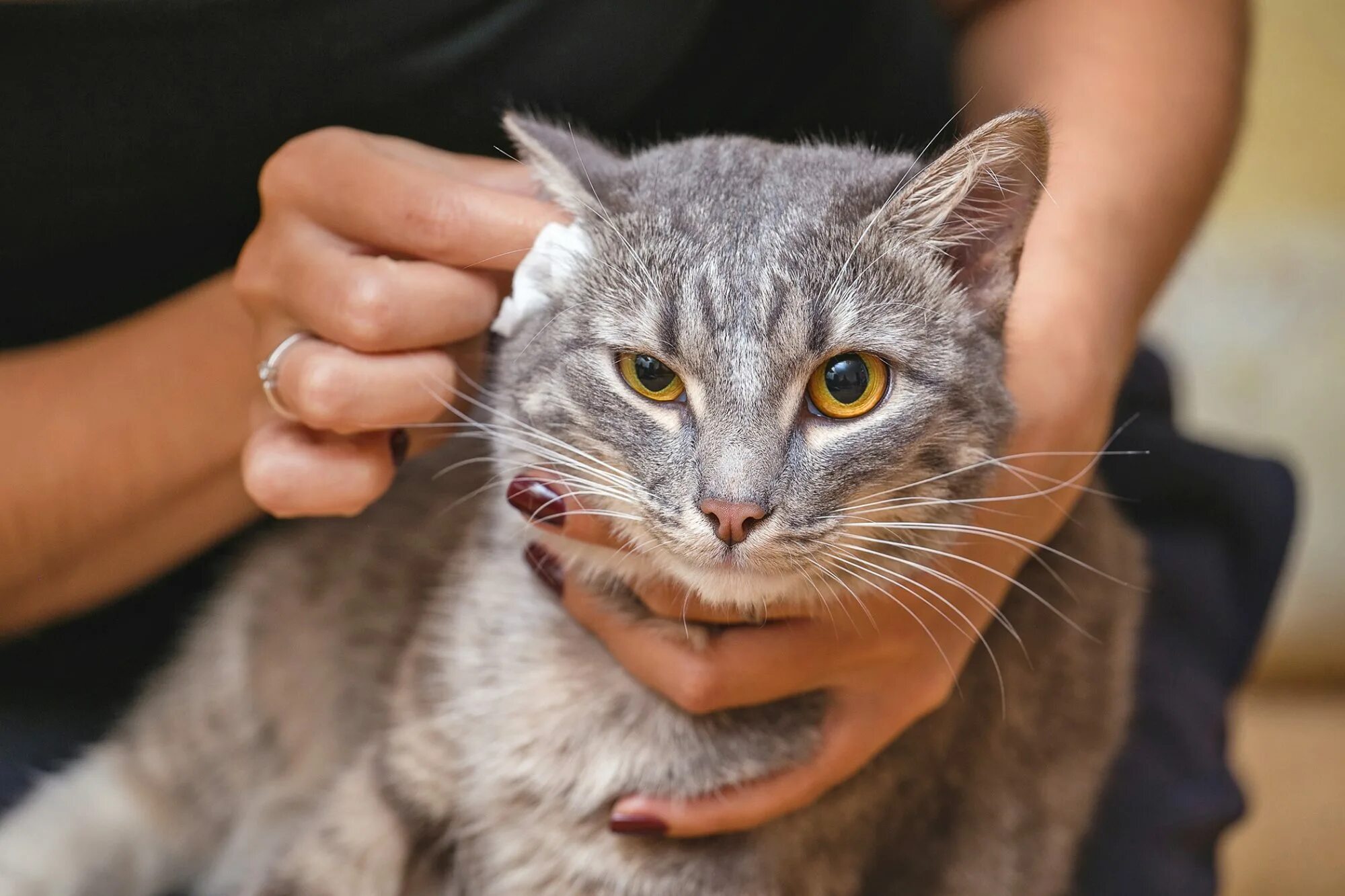 Уши кота. Кошачьи уши. Ушки кошки. Кошкины уши. Как почистить коту уши в домашних условиях