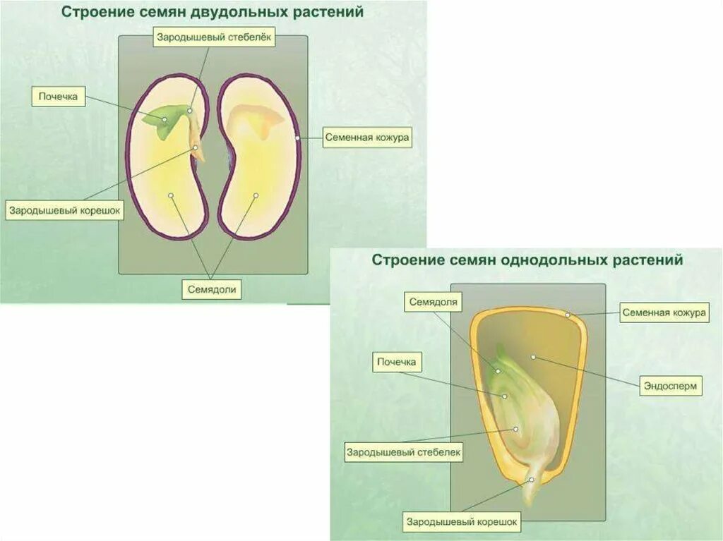 Семенная кожура зародышевый корешок. Зародышевая почечка на семядоли. Зародышевая почечка и корешок. Зародышевый корешок семени фасоли.