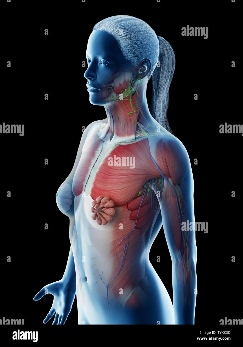 Визуализатор тела. Человек в синем огне. Женская анатомия 3d. Рентген женского тела. Оказался в женском теле.