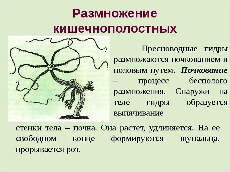 Симметрия гидроидных