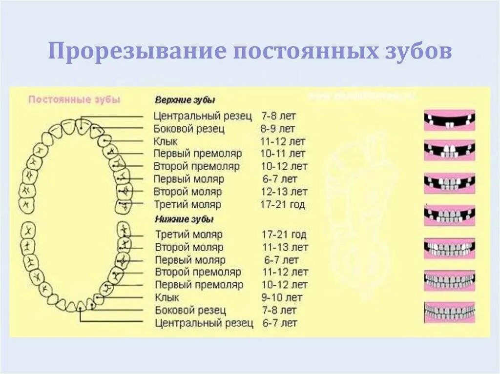 Как узнать какой зуб. Сроки прорезывания постоянных зубов схема. Зубы у детей схема прорезывания постоянных зубов. Прорезывание зубов у детей схема сроки. Схема первых зубов у младенцев.