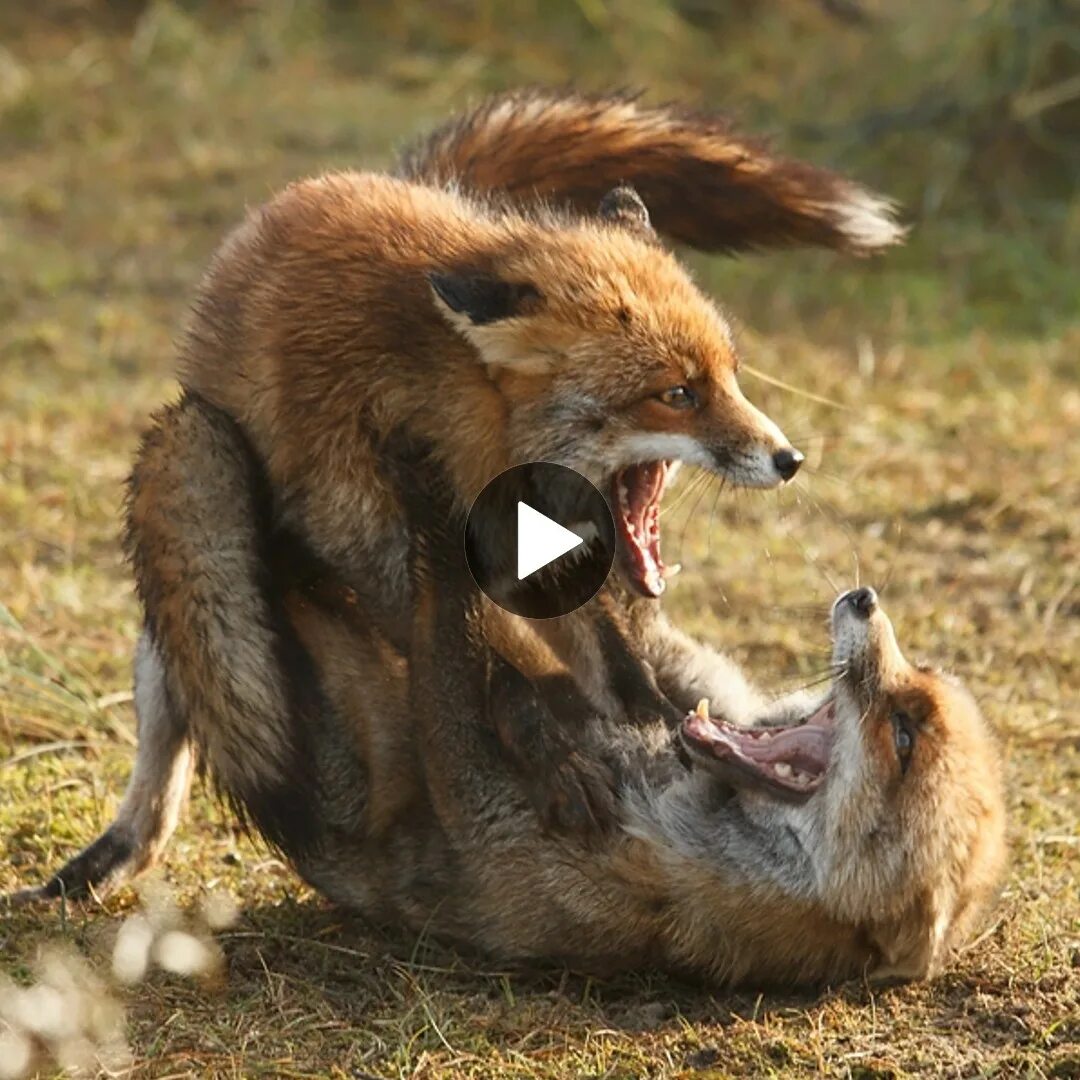 Those are foxes. Лиса вид спереди. Кто победит лиса или заяц.