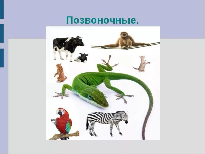 Царство животные насчитывает видов. В царстве животных. царство животных позвоночные. позвоночные животные 5 класс биология. позвоночные животные презентация.