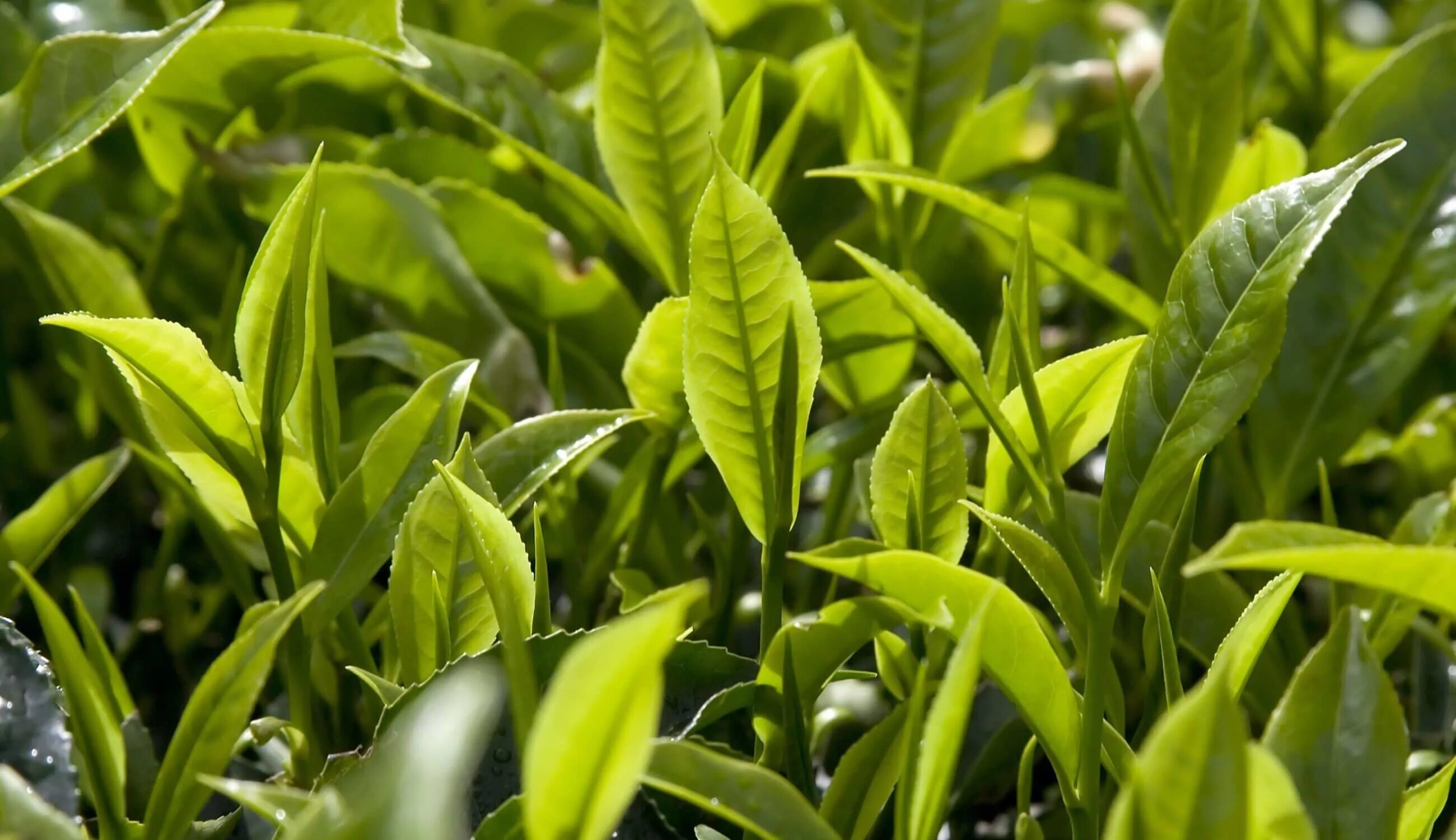 Чайная листва. Camellia sinensis листья. Camellia sinensis Tea. Зеленый чай (Camellia sinensis). Цейлонский чай растение.