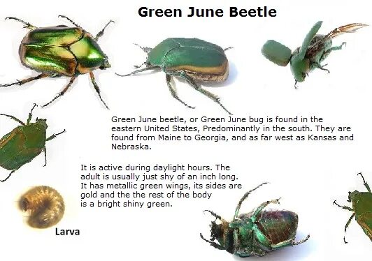 Beetle Bug разница. Bug перевод. Junebug перевод. Таблица майского жука. Fix some bugs