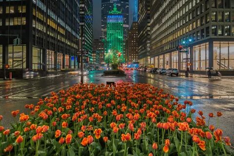Flower street