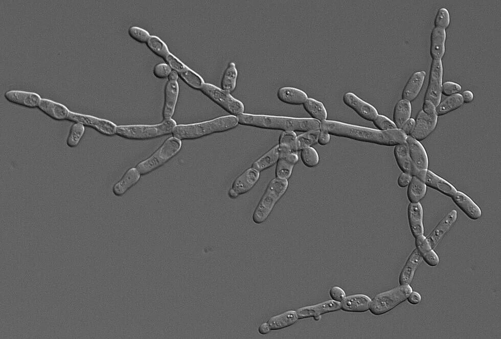 Дрожжеподобные грибы candida. Дрожжеподобные грибки Candida albicans. Candida albicans псевдомицелий. Candida albicans мицелий.