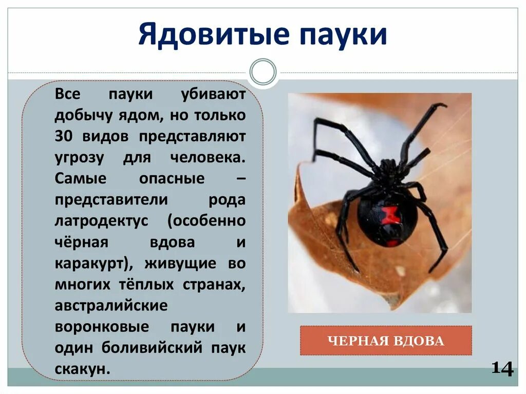 Сколько лет пауку