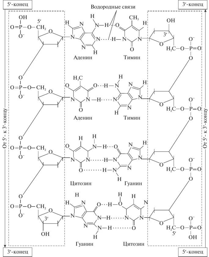 Строение вторичной структуры ДНК. Вторичная структура ДНК водородные связи. Вторичная структура ДНК схема. Типы вторичной структуры ДНК. Гуанин и цитозин водородные связи