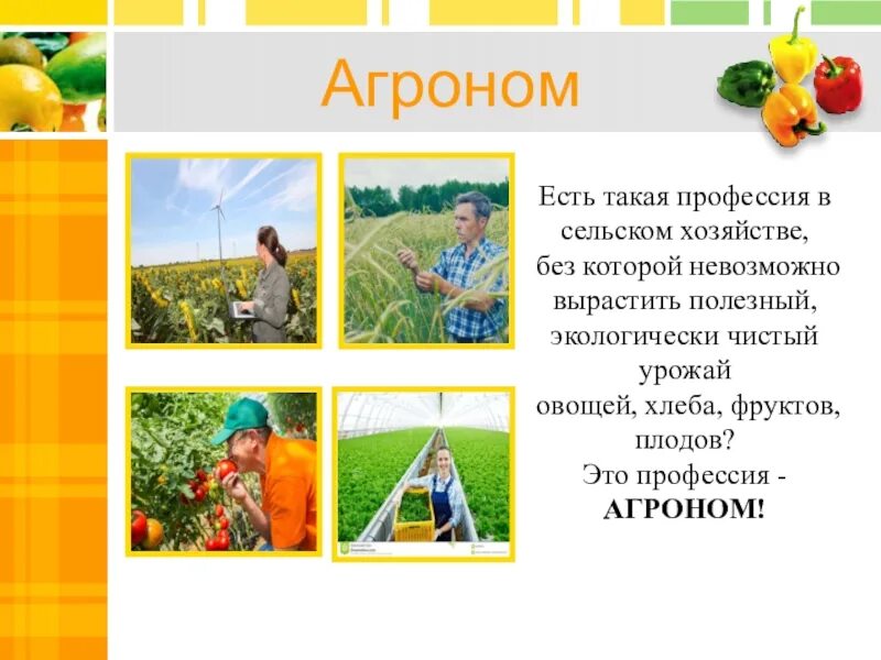 Какую профессию выполняет агроном. Агроном профессия. профессия агроном для дошкольников. профессия агроном презентация. специальность агрономия презентация.