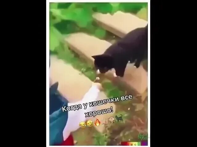 Stray cat. Котенок повторяет за кошкой. Видео как у кошечки дела она. Видео как у кошечки дела она. Видео как у кошечки дела она.