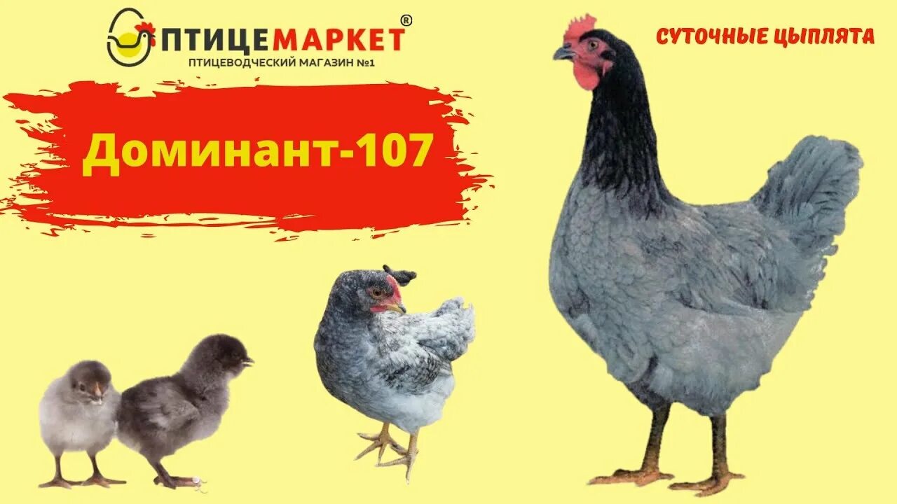 Куры породы Доминант 107. Доминант голубой д 107. Цыплёнок породы Доминант 107. Чешский Доминант д107. Цыплята доминант описание