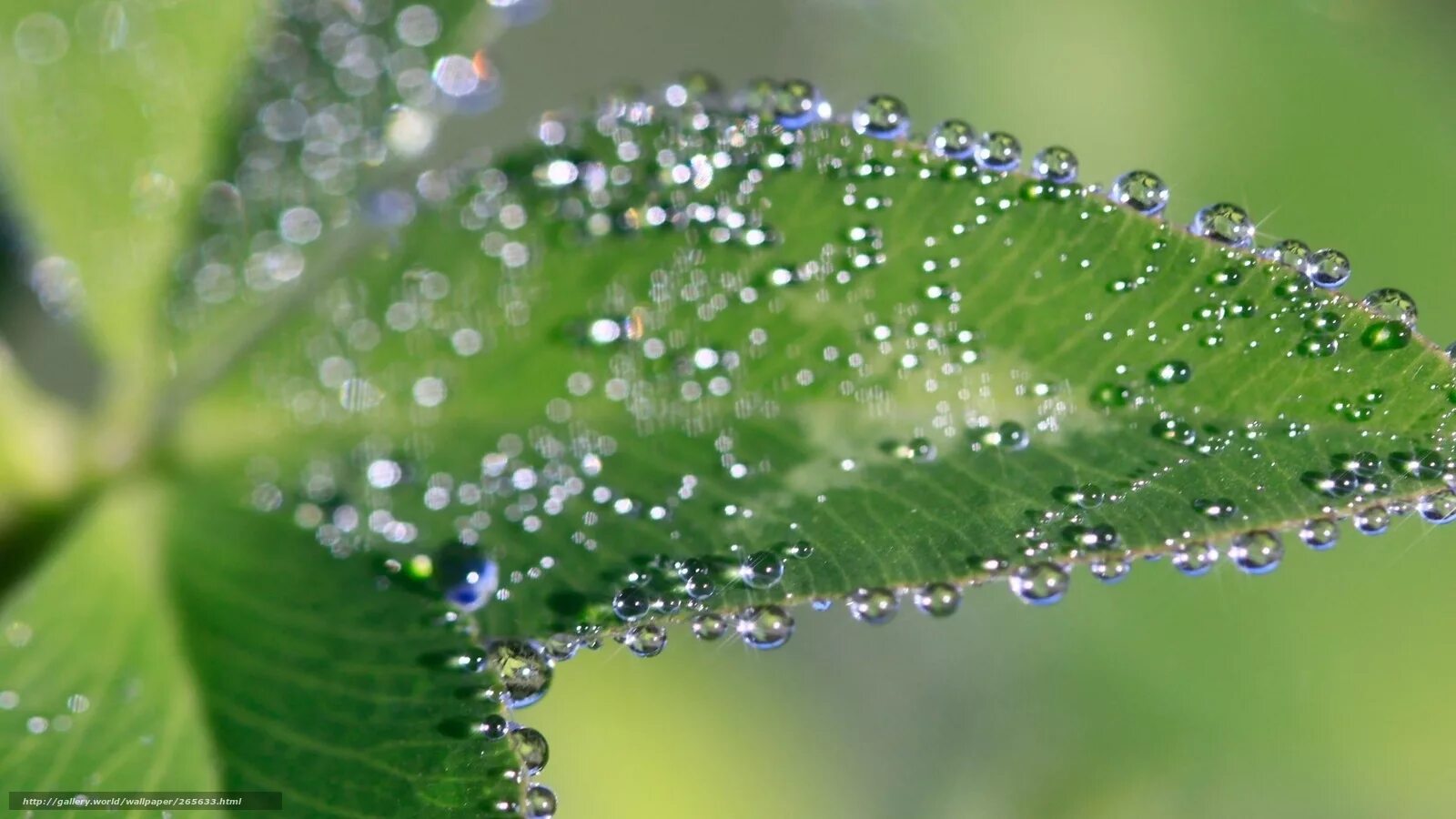 падающие капли воды. макросъемка воды. капли. телевизор erisson 19les76t2 19" (2016). красивая капля воды.