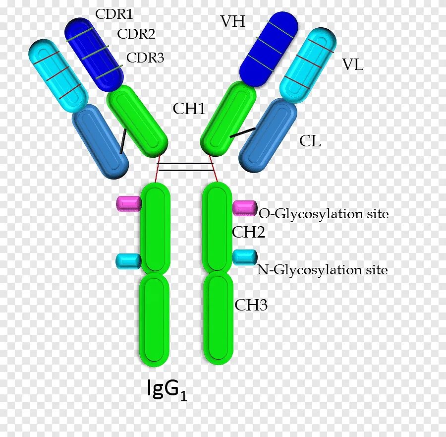 Иммуноглобулинов класса igg. Иммуноглобулин g1 g2 g3 g4. Иммуноглобулин g (IGG). Иммуноглобулин g3. Молекула иммуноглобулина g.