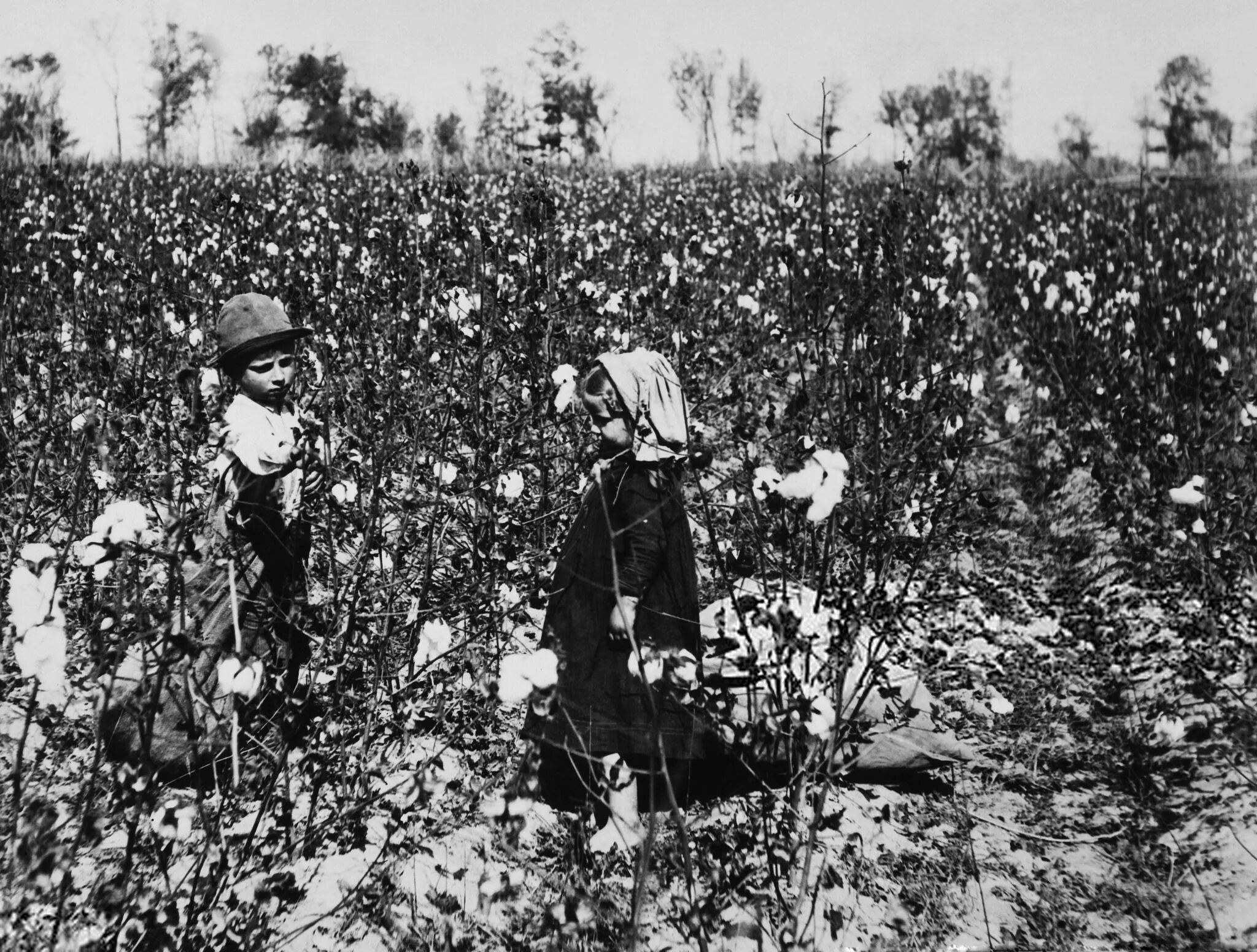 Льюис Хайн фотограф труд детей. Поле хлопка. Дети на хлопковом поле. Хлопок собирают. Хлопок в старом