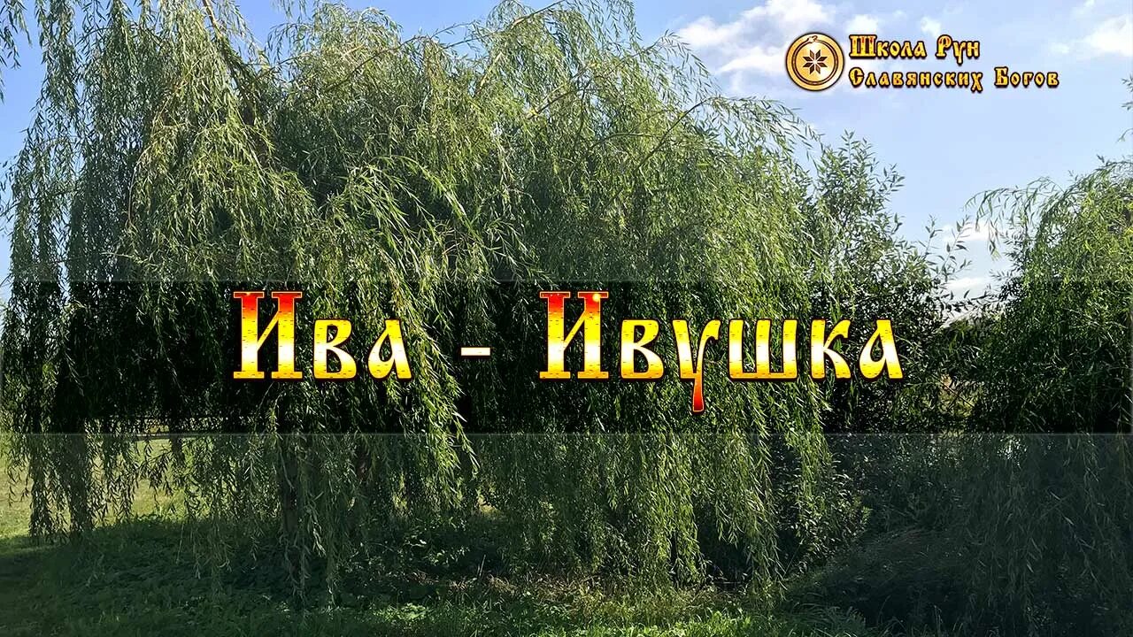 Ивушки вы. Фестиваль лозоплетения в Шилово Ива Ивушка. Ивушка Тамбов. Вывеска Ивушка. Ивушка зеленая текст