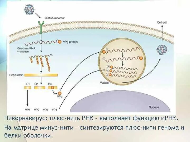 Плюс нить РНК вирусов выполняет функции. Плюс и минус РНК. Плюс и минус нить РНК. Минус РНК вирусы.