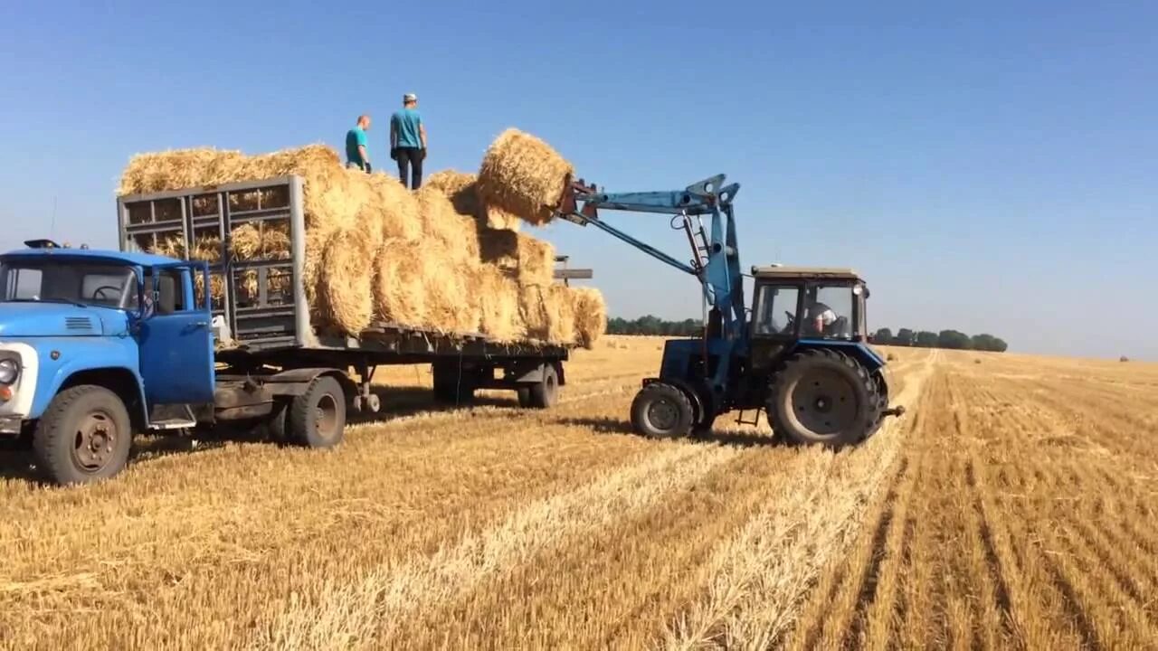 Погрузка сена. ЮМЗ 6 погрузка соломы. Погрузка рулонов сена. КАМАЗ сено. Перевозка соломы.