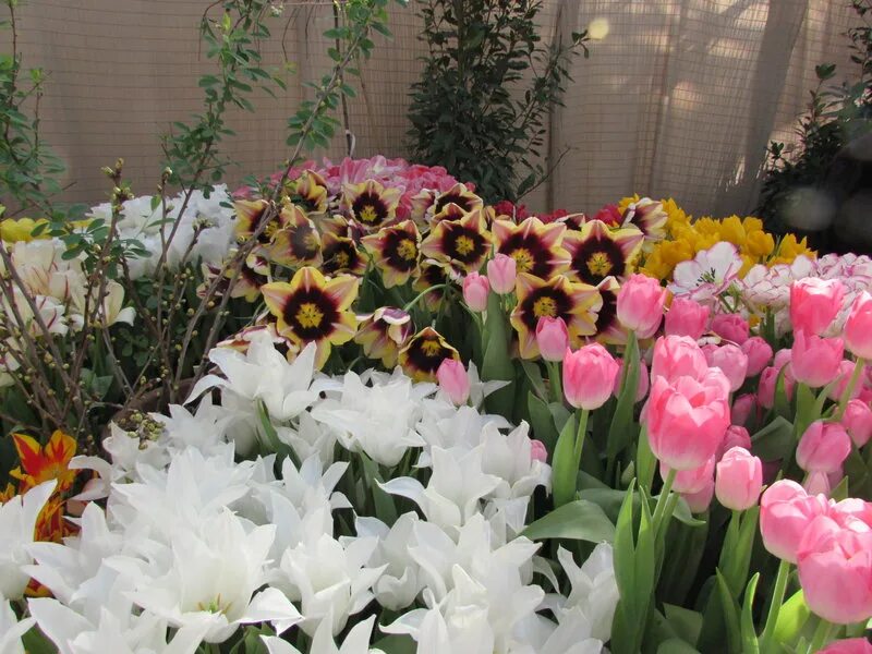 аптекарский огород выставка тюльпанов. аптекарский огород выставка тюльпанов. тюльпаны в аптекарском огороде 2022. аптекарский огород тюльпаны горка. выставка тюльпанов в аптекарском огороде.