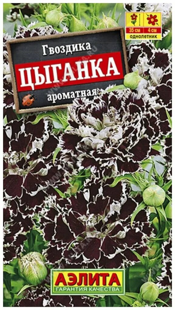 Гвоздика цыганка. Гвоздика китайская цыганка.