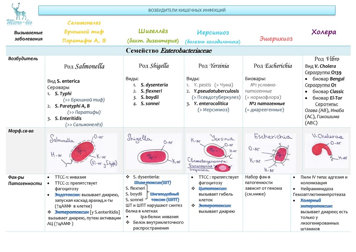 Возбудители кишечных инфекций микробиология схема. Возбудители кишечных заболеваний микробиология. Возбудители кишечных инфекций микробиология таблица. Частная бактериология микробиология таблица. Шигеллез сальмонеллез