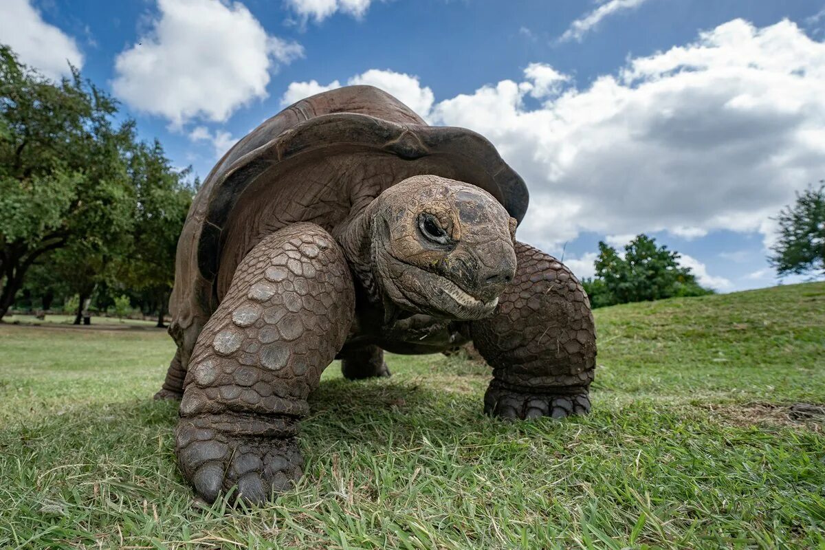Old turtle