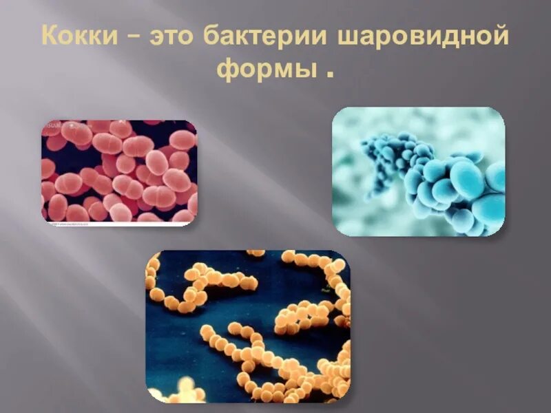 Бактерии округлой формы. Шаровидные бактерии кокки.  Кокковидные бактерии (кокки). Шарообразная форма бактерий кокки. Кокки сапрофиты.