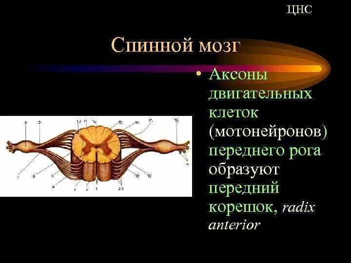 Передние корешки спинного мозга содержат аксоны каких нейронов. Передний корешок спинного мозга образован аксонами нейронов. Мотонейроны передних Рогов спинного мозга. Аксоны нейронов передних Рогов спинного мозга образуют.