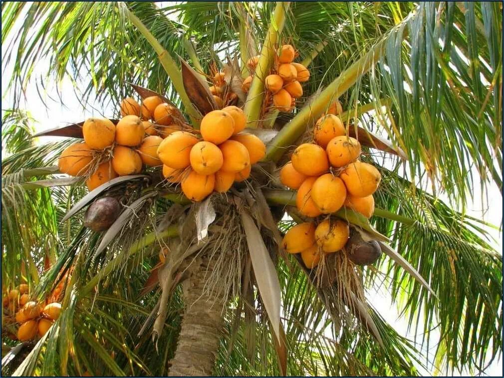 Кокосовая Пальма (Cocos nucifera). Финик Королевский Пальма. Финиковая Пальма плоды. Пальма Латания плоды. Финик оранжевый