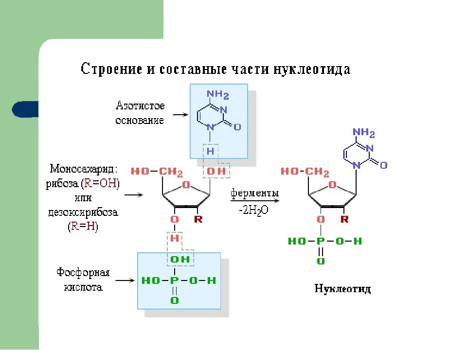 Как называется принцип расположения нуклеотидов. Строение и составные части нуклеотида. Составные части нуклеотида. Строение нуклеиновых кислот формула. Нуклеиновые кислоты строение нуклеотида.